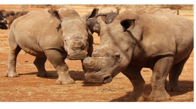  Nam Phi cấm người Việt săn tê giác