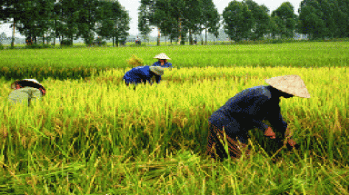 Socodevi tuyển tư vấn phát triển hợp tác xã