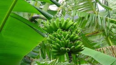  Hà Nội: Thu hoạch chuối trong vườn nhà bị rao là ăn cắp