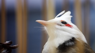  "Nữ hoàng" chào mào có giá khoảng 300 triệu đồng 