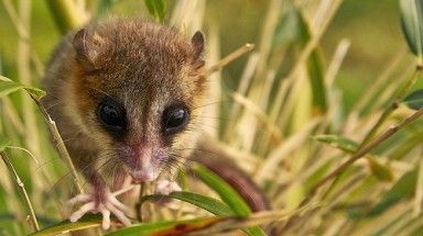  Những loài động vật trở về từ cõi chết