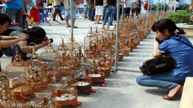  "Độc đáo" hội thi chim vành khuyên liên tỉnh 