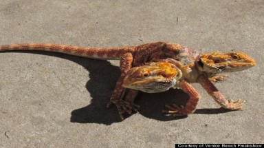  "Độc đáo" bộ sưu tập động vật 2 đầu lớn nhất thế giới