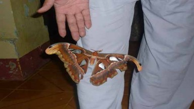 Lý giải về sự xuất hiện "dày đặc" của bướm lạ ở Nha Trang