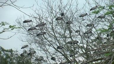  Nghệ An: Hàng trăm con Bạch Hạc bay về đền Cả