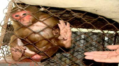 "Khóc" cho bầy khỉ vàng cuối cùng ở Hải Dương