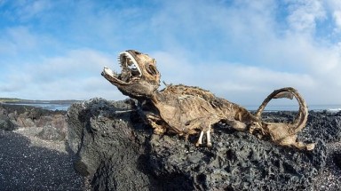 Cự đà trên đảo Galapagos chết khô do biến đổi khí hậu