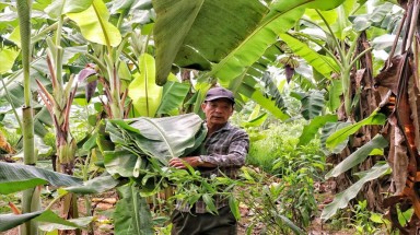 Lá chuối thay nilon, người dân kiếm bạc triệu từ nghề chặt lá chuối