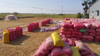  “Làm mới” lúa Tài nguyên Vĩnh Lợi theo hướng sạch, hữu cơ