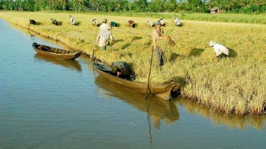 Sản xuất lúa thích ứng biến đổi khí hậu