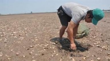 Thái Bình: Ngao chết hàng loạt, nông dân mỏi mắt chờ mưa 