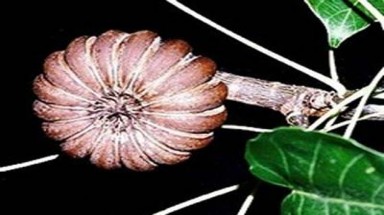  Trái ngô đồng có chất gì khiến người ăn bị ngộ độc?