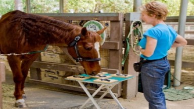  Con ngựa biết đếm