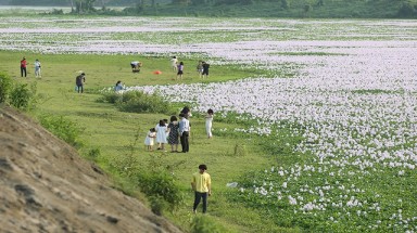 Xử phạt 12 người tụ tập chụp ảnh "cánh đồng" hoa bèo tây