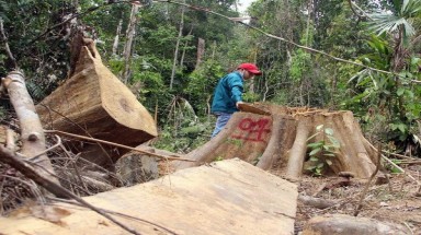 Quảng Nam: Xử lý nghiêm hai vụ phá rừng tại huyện Đông Giang và Nam Giang