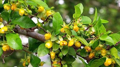 Cây Ruối - Cây Thuốc - Cây Di sản