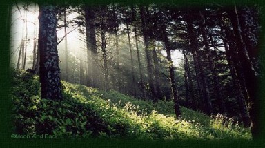  Lâm Đồng ngăn chặn có hiệu quả các vụ phá rừng 