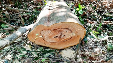 Quảng Nam:Khởi tố vụ phá rừng phòng hộ để… làm đũa