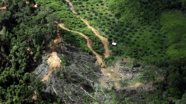 Rừng Đông Nam Á "hy sinh" cho Thế vận hội Mùa hè Tokyo 2020