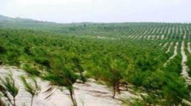  Hồi sinh những vùng đất bạc màu 