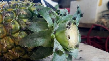  Công ty dùng phân tươi trồng cỏ, dân phải mắc màn ăn cơm để "trốn ruồi"