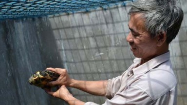  "Bà đỡ" của rùa