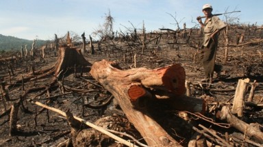  Vụ “Tan hoang rừng thông ven Quốc lộ 28”: Sai phạm kéo dài, xử lý chậm trễ 