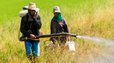  Thuốc trừ sâu khiến bé trai dậy thì sớm