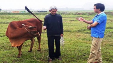 Trâu, bò ra đồng gặm cỏ phải đóng phí 100.000 đồng/con