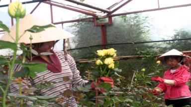 Lãng phí điện năng trong trồng hoa do thiếu kiến thức