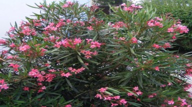   Bộ Y tế yêu cầu chặt nhiều loại cây có độc trong trường học