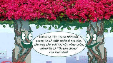 Vì sao con người có thù với giàn hoa giấy?