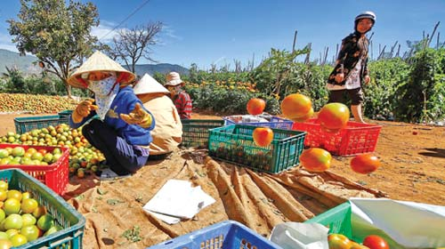 Những trắc trở từ đất