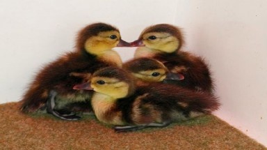  "Hồi sinh"  loài vịt đã tuyệt chủng