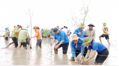 8 bài học thất bại từ một chương trình trồng cây xanh