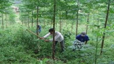  Xây dựng vùng nguyên liệu phục vụ công nghiệp chế biến gỗ và lâm sản