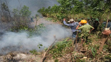 Phú Yên: Cháy 10 ha rừng bạch đàn hai năm tuổi 