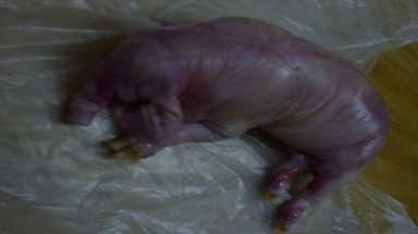 Giải mã hiện tượng “lợn đẻ voi” ở TP.HCM