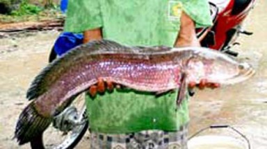   Trà Vinh: Bắt được cá lóc nặng 5,1kg rượt cắn vịt