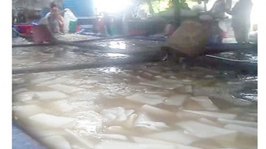 Thất kinh với công nghệ làm thạch dừa từ... phân bón !