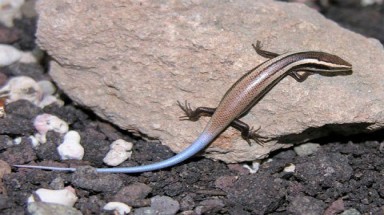  24 loài thằn lằn mới được phát hiện ở vùng Caribe 