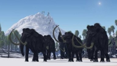  Tò mò về voi ma mút nhỏ nhất thế giới 