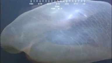  Phát hiện sinh vật biển kỳ quái 