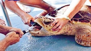  Chú rùa ham ăn, "dính chiêu" cá nóc