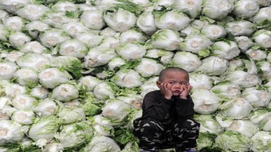 Rau cải 3 năm vẫn tươi do phun... chất ướp xác