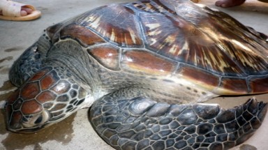  Ngư dân Nghệ An bắt được con vích nặng 15 kg