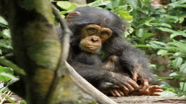  Phim về tinh tinh mồ côi gây xúc động