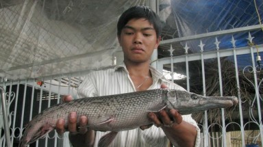  Vĩnh Long: Bắt được cá có hình thù kỳ lạ
