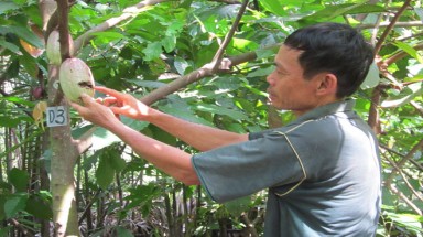  Ngăn sóc cắn phá ca cao bằng biện pháp đơn giản