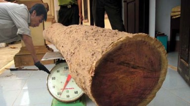 Quảng Bình: Đấu giá gỗ sưa 13 triệu đồng/kg